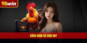 Cách chọn gà chọi hay